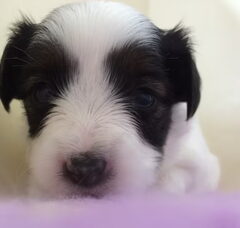 Foto 6 van de pups