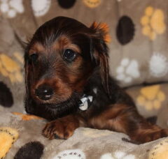 Foto 2 van de pups