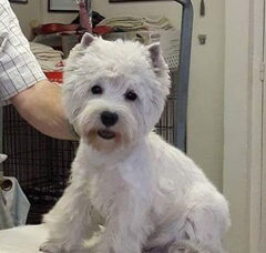 Foto 4 van de pups