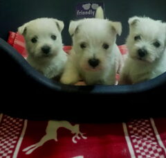 Foto 5 van de pups