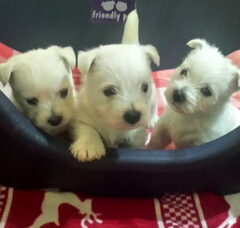 Foto 7 van de pups