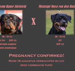 Foto 2 van ijssel rottweilers