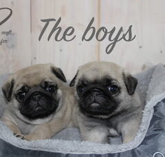 Foto 2 van de pups