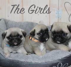 Foto 3 van de pups
