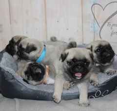 Foto 4 van de pups