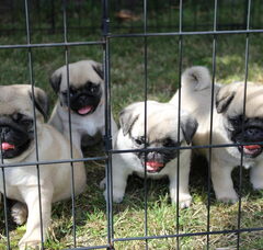 Foto 5 van de pups