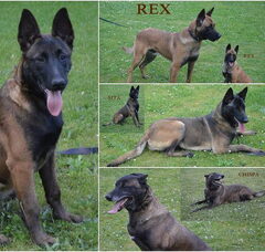 Foto 2 van de pups
