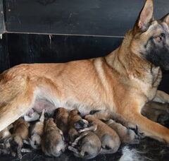 Foto 3 van de pups