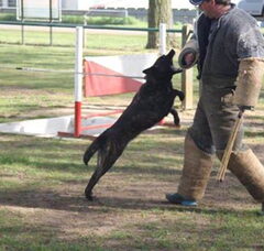 Foto 5 van Black'n Gold Thunder