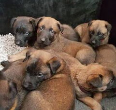 Foto 2 van de pups
