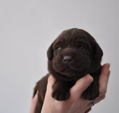 Foto 3 van de pups