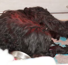 Foto 2 van de pups