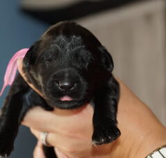 Foto 3 van de pups