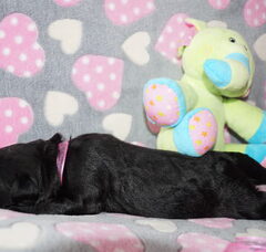 Foto 4 van de pups