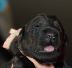 Foto 5 van de pups
