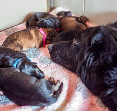 Foto 2 van de pups