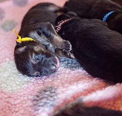 Foto 3 van de pups