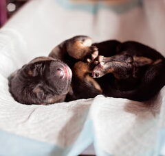 Foto 4 van de pups
