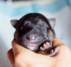 Foto 5 van de pups