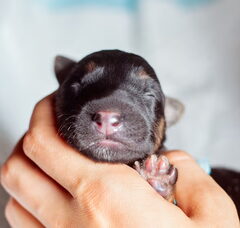 Foto 6 van de pups