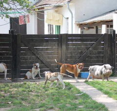 Foto 2 van Bulls of Crown (Hongarije) (voorheen in Nederland)