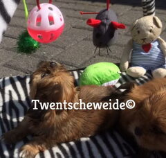 Foto 2 van Boomer pups v.d.Twentsche weide