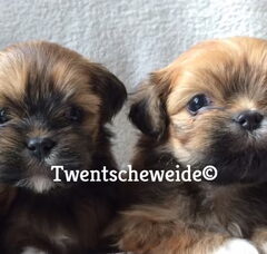 Foto 3 van Boomer pups v.d.Twentsche weide