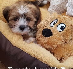 Foto 4 van Boomer pups v.d.Twentsche weide