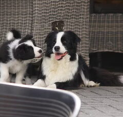 Foto 2 van Magical Fields Border Collies