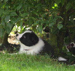 Foto 3 van Magical Fields Border Collies