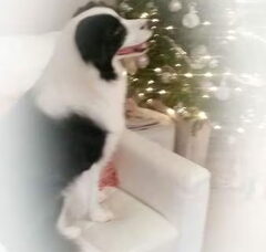Foto 4 van Magical Fields Border Collies