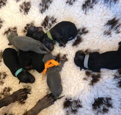 Foto 2 van de pups
