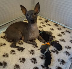Foto 3 van de pups