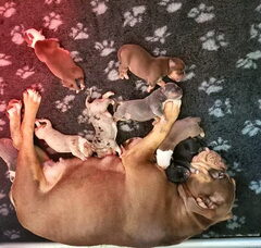 Foto 2 van de pups