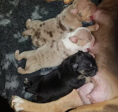 Foto 3 van de pups