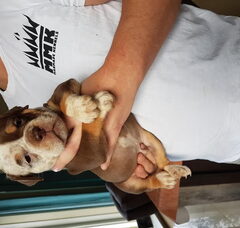 Foto 4 van de pups