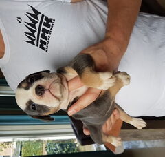 Foto 5 van de pups