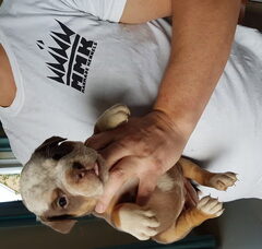 Foto 6 van de pups