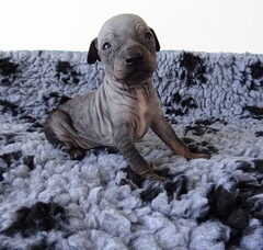 Foto 4 van de pups