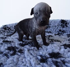 Foto 5 van de pups