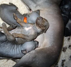 Foto 7 van de pups