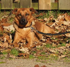 Foto 2 van de pups