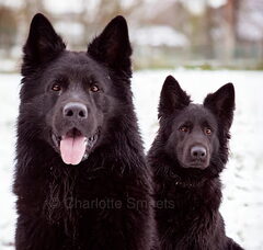 Foto 2 van de pups