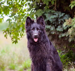 Foto 4 van de pups