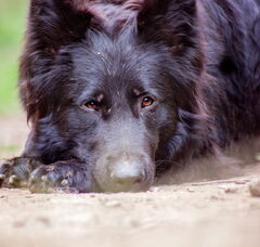 Foto 6 van de pups
