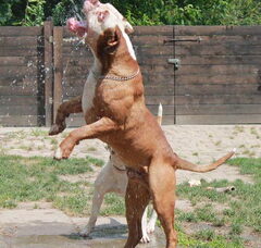 Foto 4 van de pups