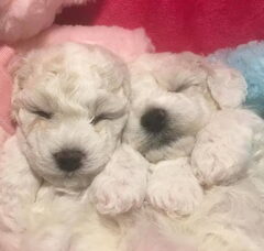 Foto 2 van de pups
