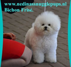 Foto 3 van de pups