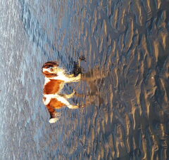 Foto 2 van Het Springersveld