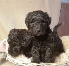 Foto 2 van de pups